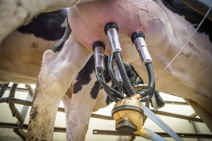 Traite des vaches laitières