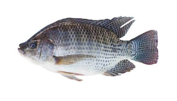 Tilapia des bassins
