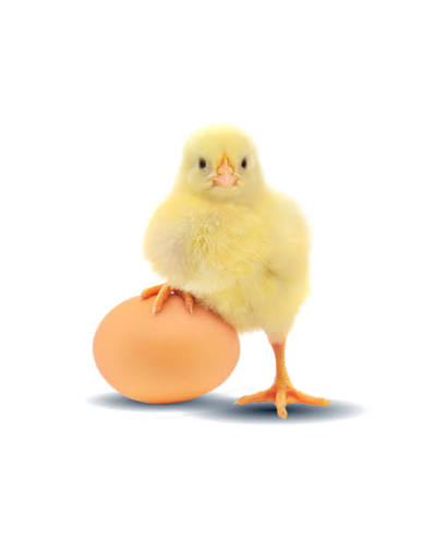 Poussins d'un jour